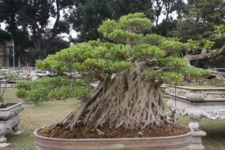 Bonsai, cay the, cây thế,  cay canh nghe thuat, cây cảnh nghệ thuật